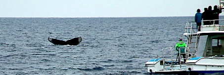 この写真は、沖縄勤務中に撮影したザトウクジラの尾っぽです。